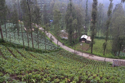 Plant native vegetation to stabilize slopes