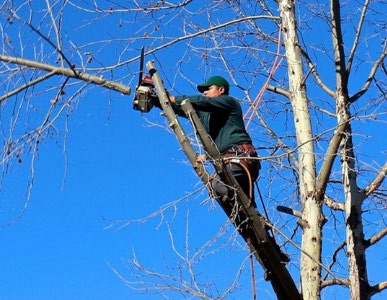 Remove unhealthy, dead, or dangerous trees