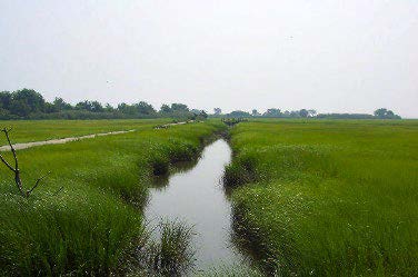 Restore wetlands